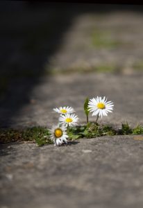 a daisy growing through cracked sidewalk is similar to the cracks in security caused by website hosting using old software