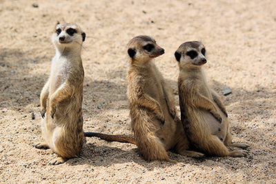 3 meerkats facing different directions, illustrating a way to segment your email list