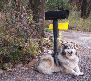 photo of dog laying next to mailbox to show that an engaged subscriber helps your email reputation