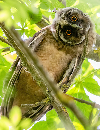 owl with neck twisted wondering who is working on my website