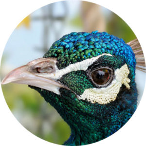 photo of peacock for your website had me at hello